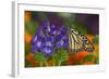 Monarch Butterfly-Darrell Gulin-Framed Photographic Print