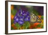 Monarch Butterfly-Darrell Gulin-Framed Photographic Print