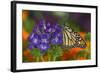 Monarch Butterfly-Darrell Gulin-Framed Photographic Print