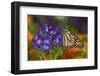 Monarch Butterfly-Darrell Gulin-Framed Photographic Print