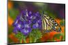 Monarch Butterfly-Darrell Gulin-Mounted Photographic Print