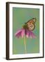 Monarch Butterfly-Darrell Gulin-Framed Photographic Print