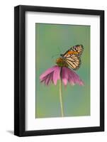 Monarch Butterfly-Darrell Gulin-Framed Photographic Print