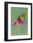 Monarch Butterfly-Darrell Gulin-Framed Photographic Print