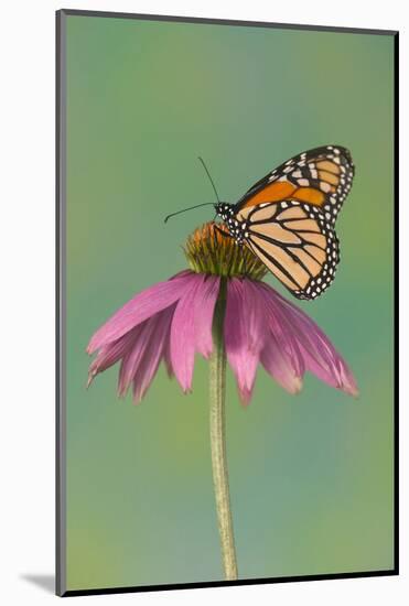 Monarch Butterfly-Darrell Gulin-Mounted Photographic Print