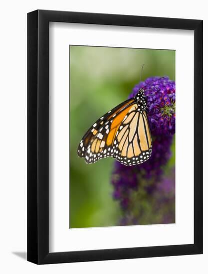 Monarch Butterfly-Darrell Gulin-Framed Photographic Print