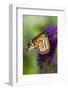 Monarch Butterfly-Darrell Gulin-Framed Photographic Print