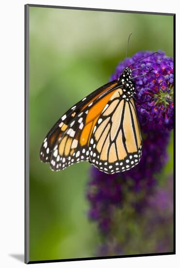 Monarch Butterfly-Darrell Gulin-Mounted Photographic Print