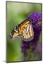 Monarch Butterfly-Darrell Gulin-Mounted Photographic Print