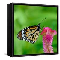 Monarch Butterfly-BOONCHUAY PROMJIAM-Framed Stretched Canvas