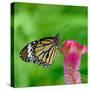 Monarch Butterfly-BOONCHUAY PROMJIAM-Stretched Canvas