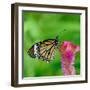 Monarch Butterfly-BOONCHUAY PROMJIAM-Framed Photographic Print