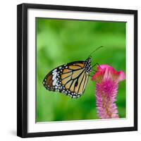 Monarch Butterfly-BOONCHUAY PROMJIAM-Framed Photographic Print