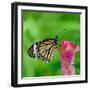 Monarch Butterfly-BOONCHUAY PROMJIAM-Framed Photographic Print