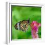 Monarch Butterfly-BOONCHUAY PROMJIAM-Framed Photographic Print