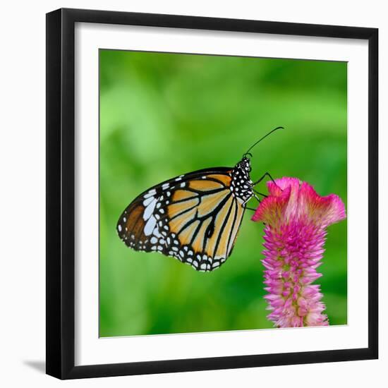 Monarch Butterfly-BOONCHUAY PROMJIAM-Framed Premium Photographic Print