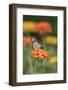 Monarch Butterfly-null-Framed Photographic Print