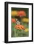 Monarch Butterfly-null-Framed Photographic Print