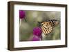 Monarch Butterfly-null-Framed Photographic Print