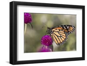 Monarch Butterfly-null-Framed Photographic Print