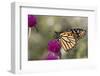 Monarch Butterfly-null-Framed Photographic Print