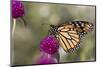 Monarch Butterfly-null-Mounted Photographic Print