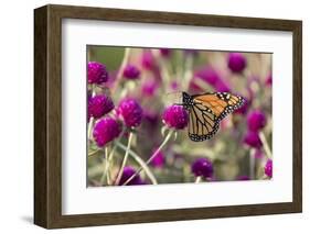 Monarch Butterfly-null-Framed Photographic Print