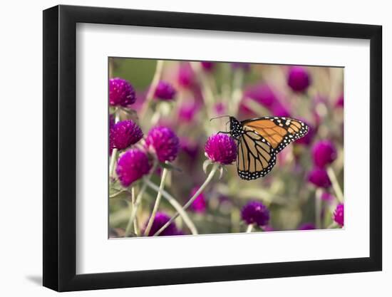 Monarch Butterfly-null-Framed Photographic Print