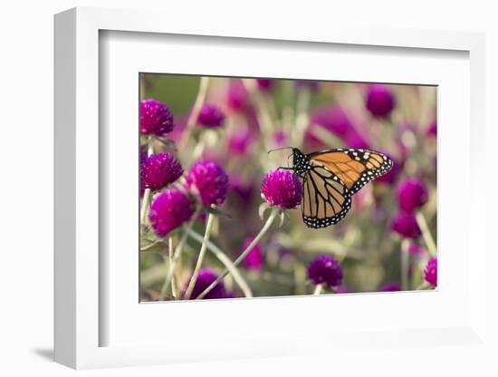 Monarch Butterfly-null-Framed Photographic Print