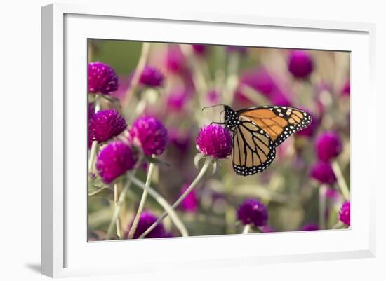 Monarch Butterfly-null-Framed Photographic Print