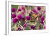Monarch Butterfly-null-Framed Photographic Print