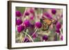 Monarch Butterfly-null-Framed Photographic Print