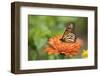 Monarch Butterfly-null-Framed Photographic Print