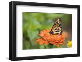 Monarch Butterfly-null-Framed Photographic Print