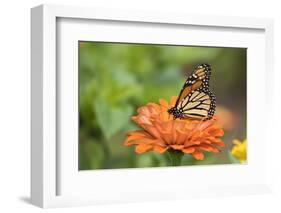 Monarch Butterfly-null-Framed Photographic Print