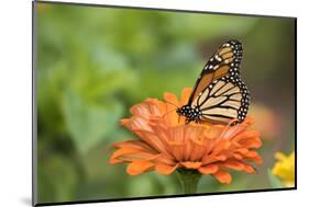 Monarch Butterfly-null-Mounted Photographic Print