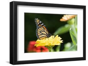 Monarch Butterfly-null-Framed Photographic Print