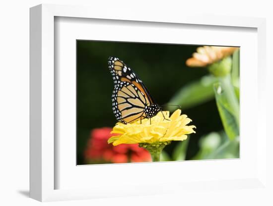 Monarch Butterfly-null-Framed Photographic Print