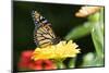 Monarch Butterfly-null-Mounted Photographic Print