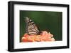 Monarch Butterfly-null-Framed Photographic Print