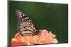 Monarch Butterfly-null-Mounted Photographic Print