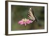 Monarch Butterfly-null-Framed Photographic Print