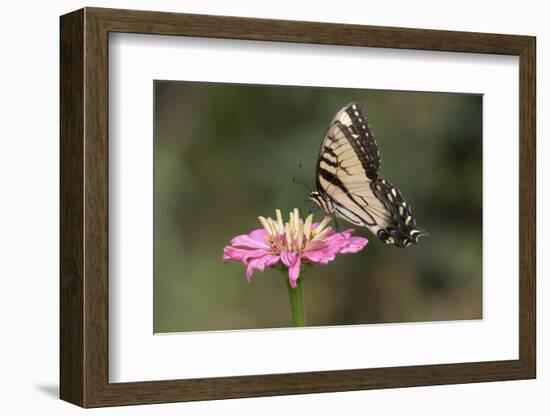 Monarch Butterfly-null-Framed Photographic Print