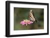 Monarch Butterfly-null-Framed Photographic Print