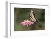 Monarch Butterfly-null-Framed Photographic Print