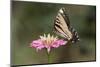 Monarch Butterfly-null-Mounted Photographic Print