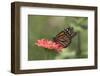 Monarch Butterfly-null-Framed Photographic Print