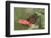 Monarch Butterfly-null-Framed Photographic Print