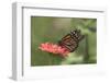 Monarch Butterfly-null-Framed Photographic Print