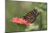 Monarch Butterfly-null-Mounted Photographic Print